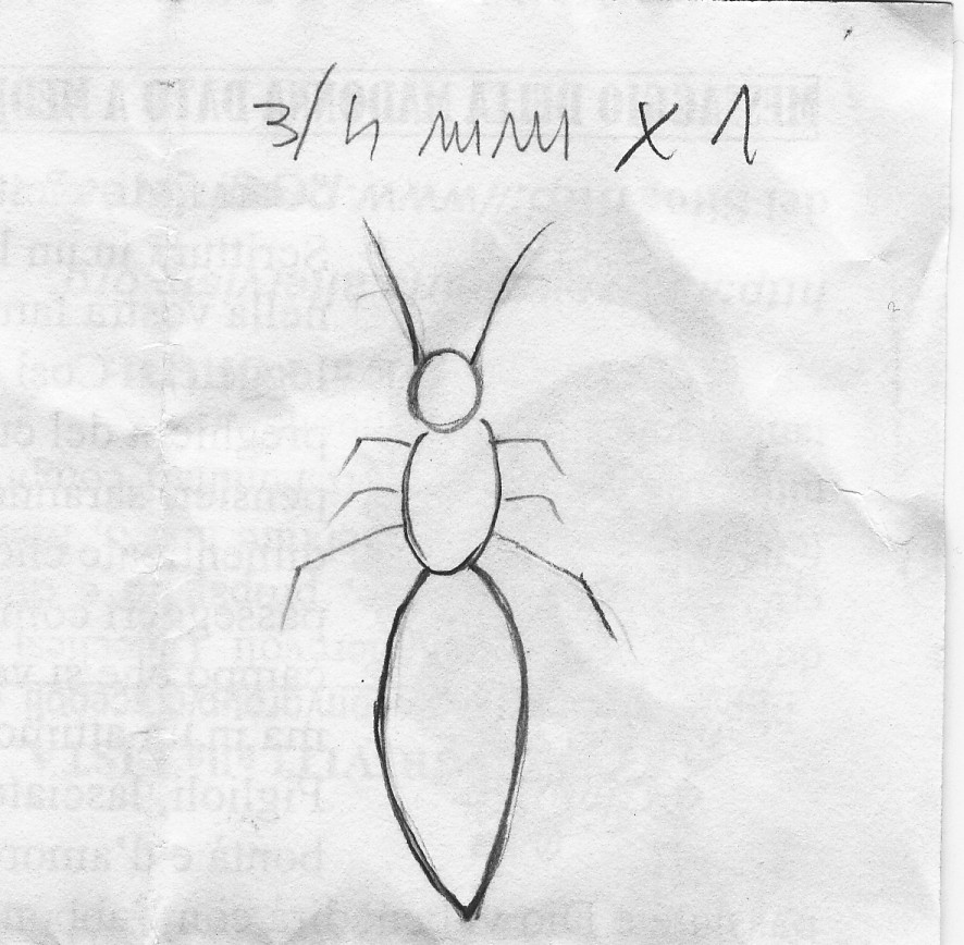 Identificazione insetto: forse Sclerodermus domesticus?